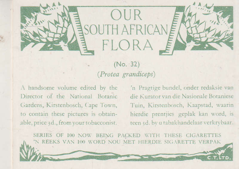 OUR SOUTH AFRICAN FLOWERS NO 32