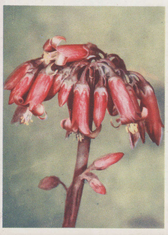 OUR SOUTH AFRICAN FLOWERS NO 39
