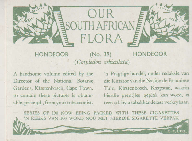 OUR SOUTH AFRICAN FLOWERS NO 39