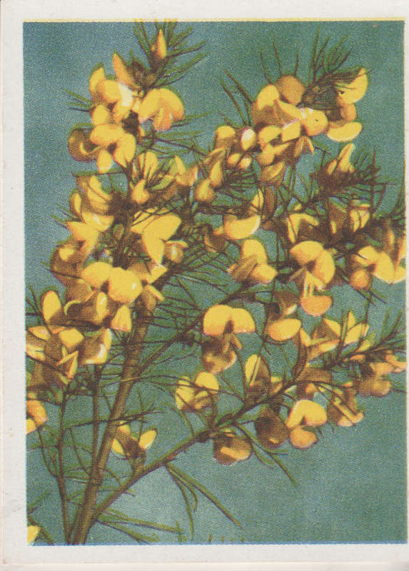 OUR SOUTH AFRICAN FLOWERS NO 43