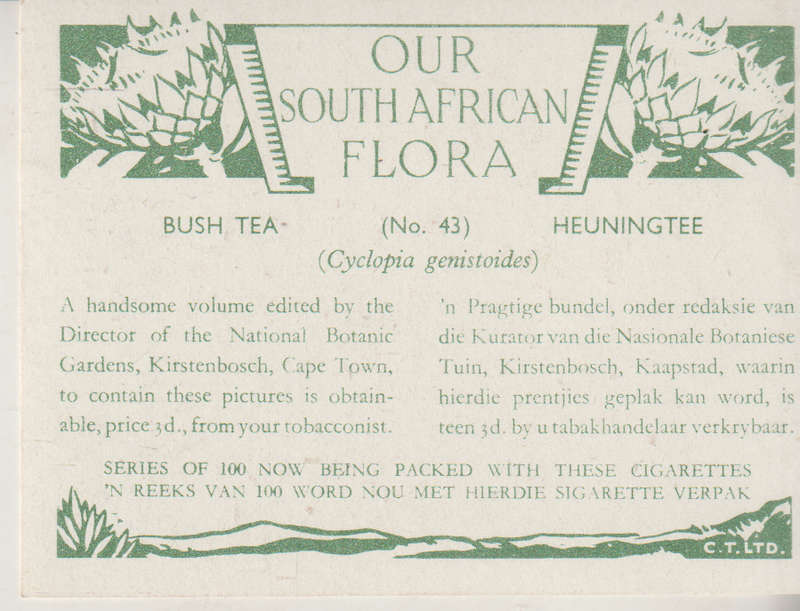 OUR SOUTH AFRICAN FLOWERS NO 43