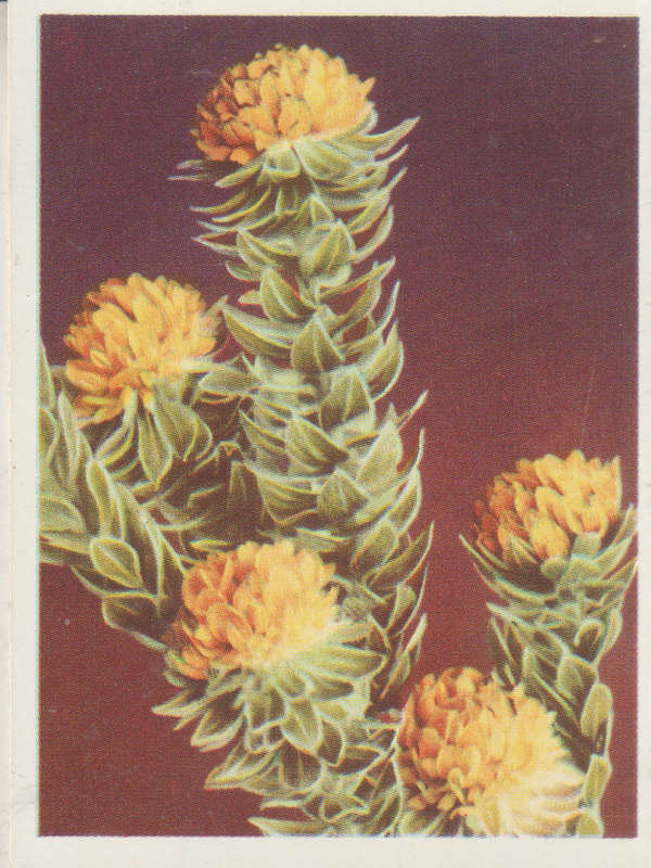 OUR SOUTH AFRICAN FLOWERS NO 46