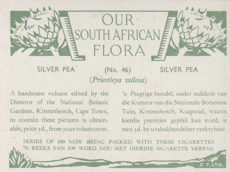 OUR SOUTH AFRICAN FLOWERS NO 46