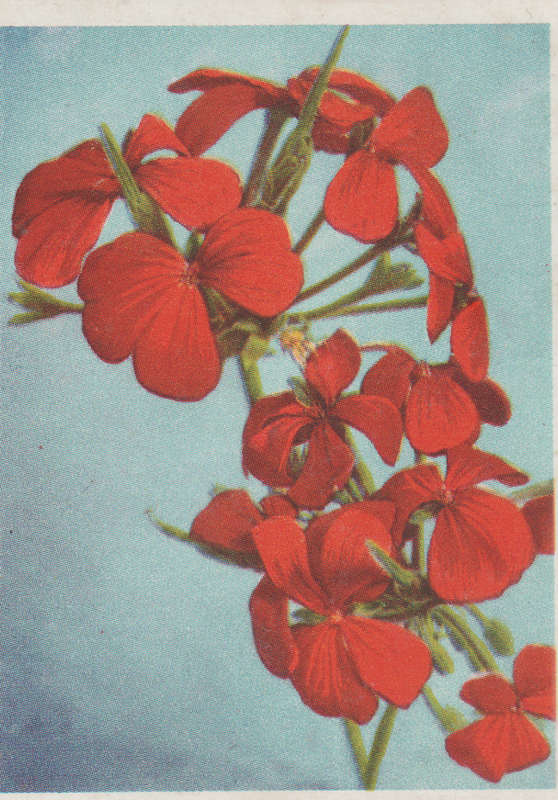OUR SOUTH AFRICAN FLOWERS NO 49