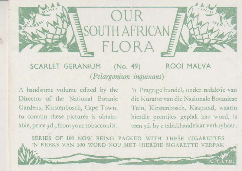 OUR SOUTH AFRICAN FLOWERS NO 49