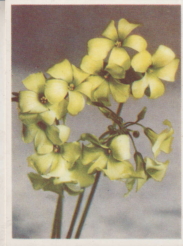 OUR SOUTH AFRICAN FLOWERS NO 50
