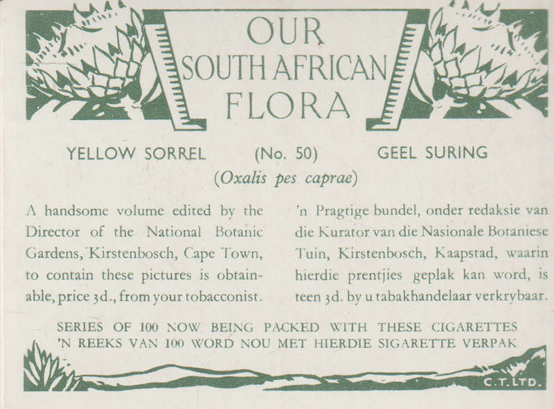 OUR SOUTH AFRICAN FLOWERS NO 50