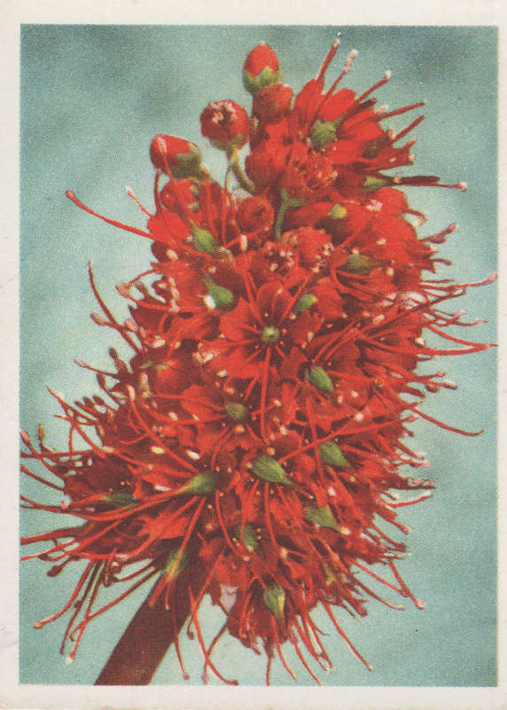 OUR SOUTH AFRICAN FLOWERS NO 55