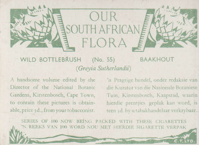 OUR SOUTH AFRICAN FLOWERS NO 55