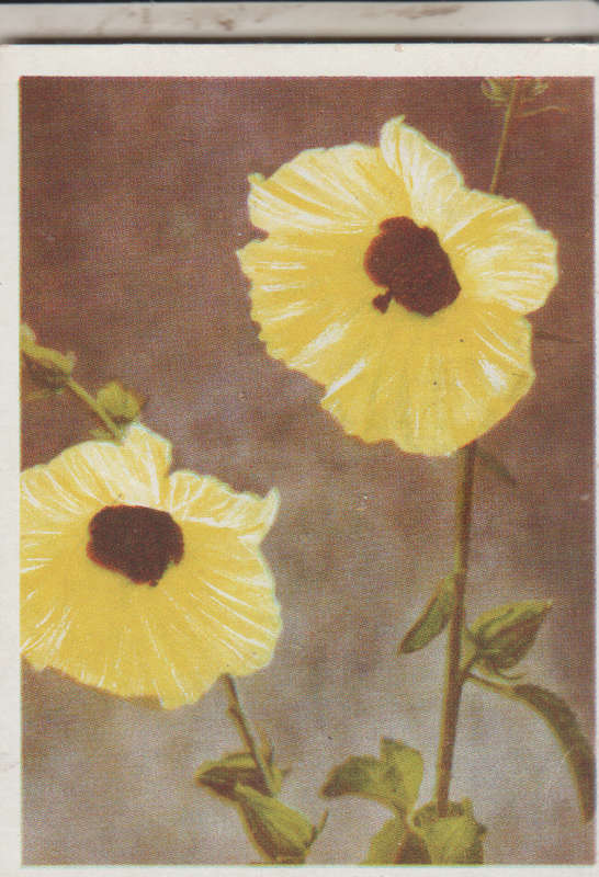 OUR SOUTH AFRICAN FLOWERS NO 56