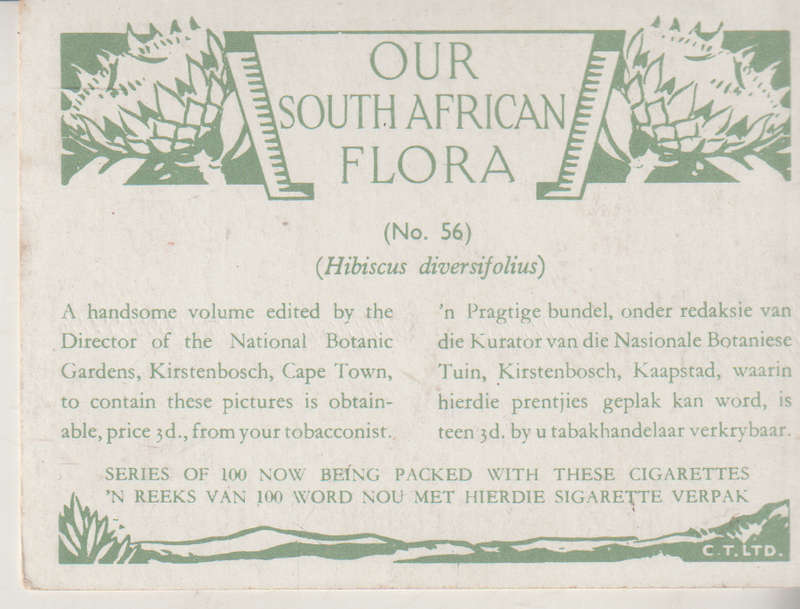 OUR SOUTH AFRICAN FLOWERS NO 56