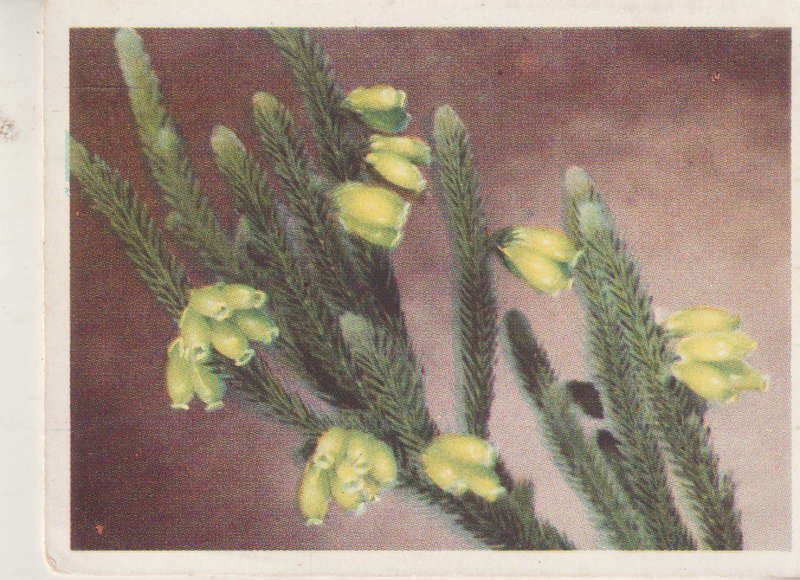 CIGARETTE CARD OUR SOUTH AFRICAN FLOWERS NO 63