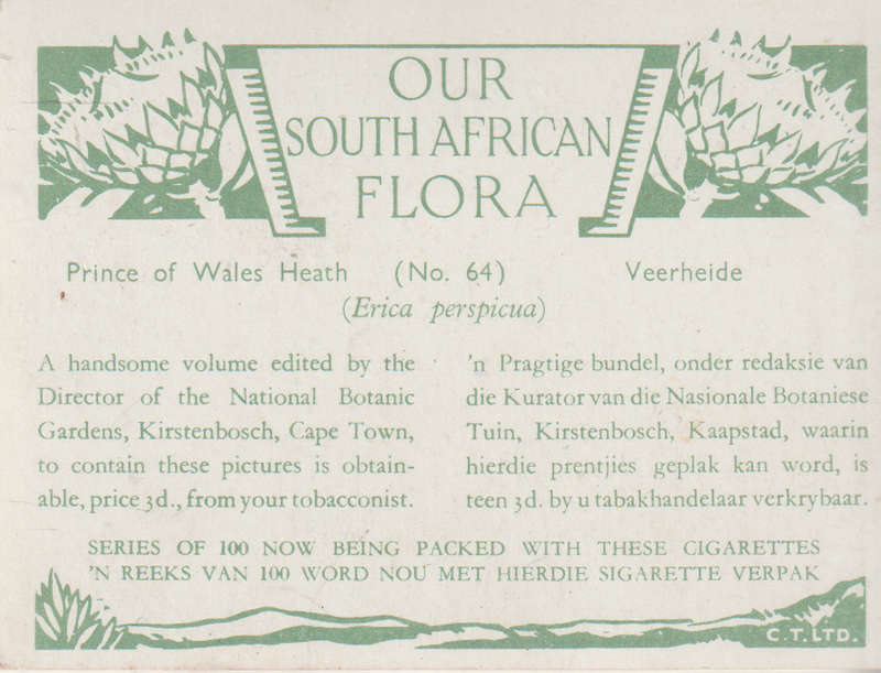 CIGARETTE CARD OUR SOUTH AFRICAN FLOWERS NO 64