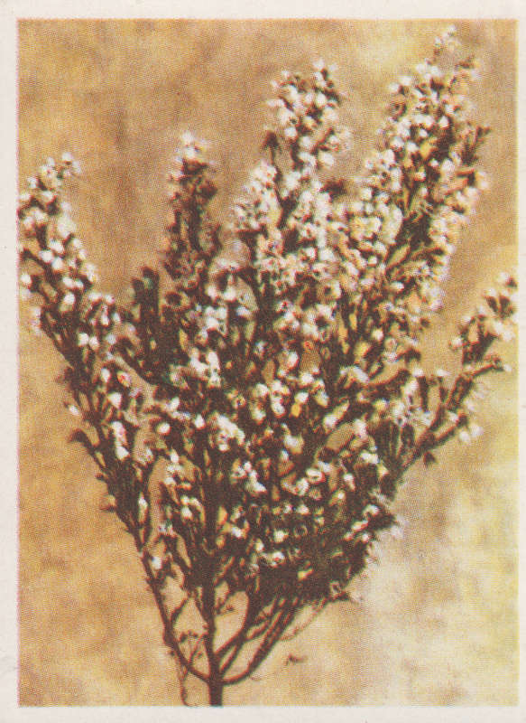 CIGARETTE CARD OUR SOUTH AFRICAN FLOWERS NO 66