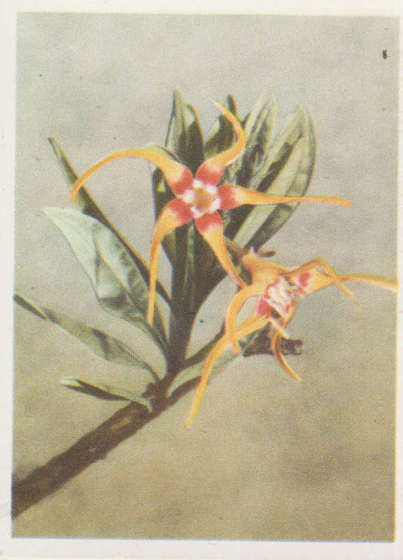 CIGARETTE CARD OUR SOUTH AFRICAN FLOWERS NO 72