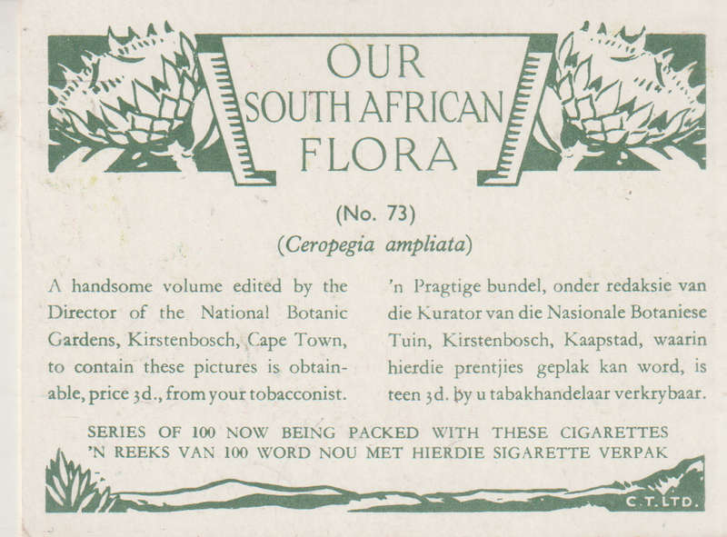 CIGARETTE CARD OUR SOUTH AFRICAN FLOWERS NO 73
