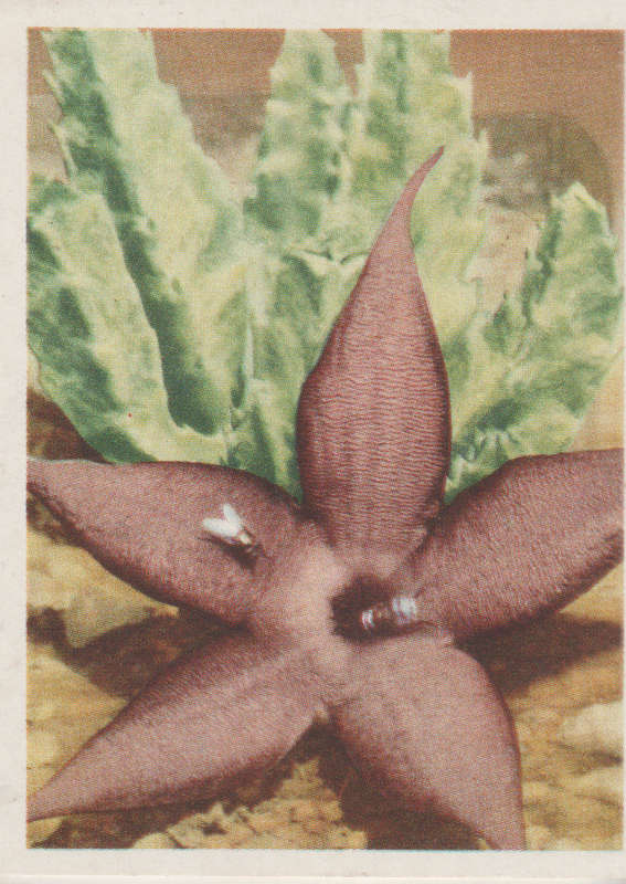 CIGARETTE CARD OUR SOUTH AFRICAN FLOWERS NO 74