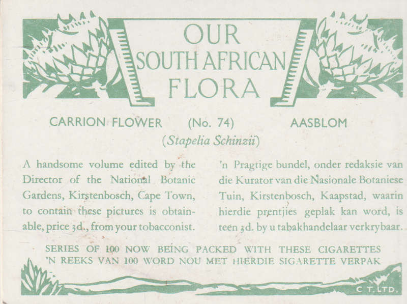 CIGARETTE CARD OUR SOUTH AFRICAN FLOWERS NO 74