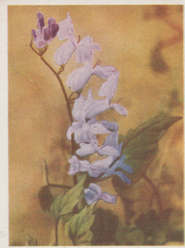 CIGARETTE CARD OUR SOUTH AFRICAN FLOWERS NO 77