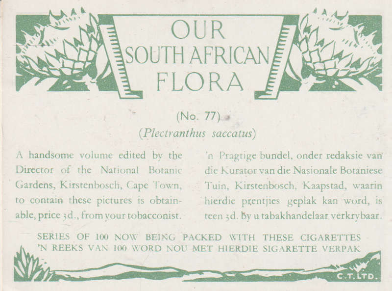 CIGARETTE CARD OUR SOUTH AFRICAN FLOWERS NO 77