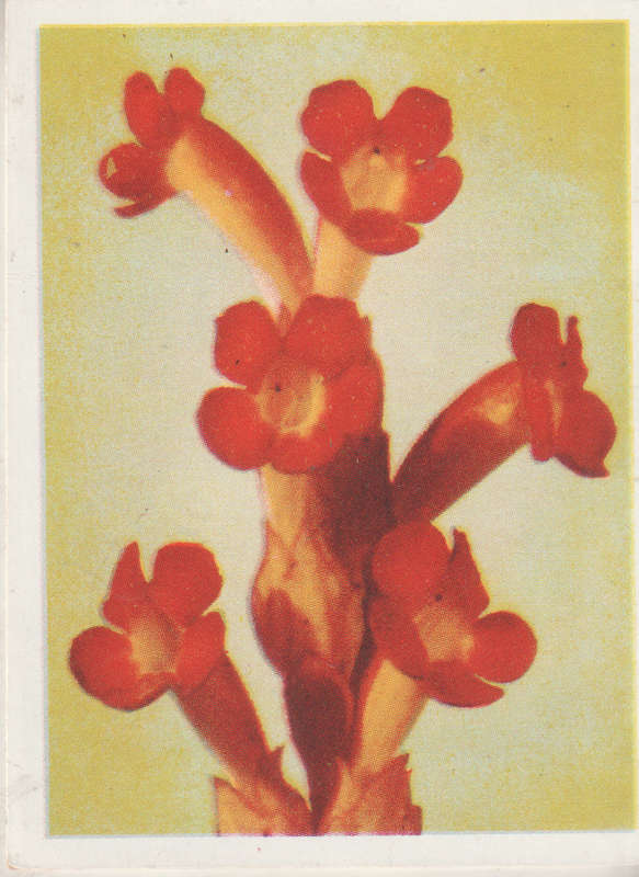 CIGARETTE CARD OUR SOUTH AFRICAN FLOWERS NO 79