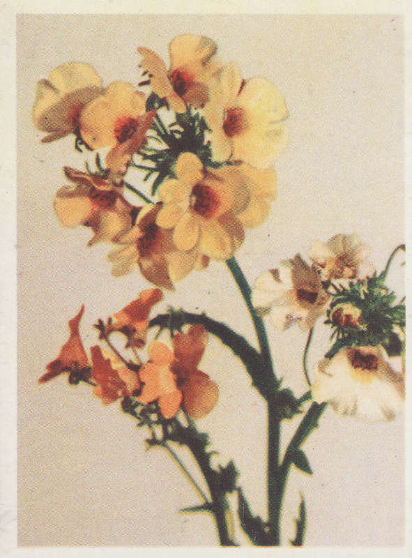 CIGARETTE CARD OUR SOUTH AFRICAN FLOWERS NO 80