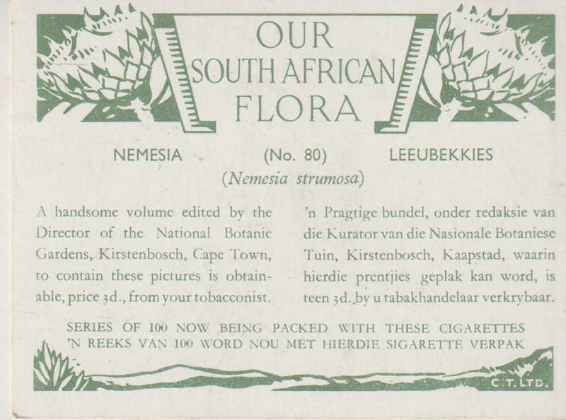 CIGARETTE CARD OUR SOUTH AFRICAN FLOWERS NO 80