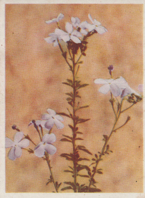 CIGARETTE CARD OUR SOUTH AFRICAN FLOWERS NO 81
