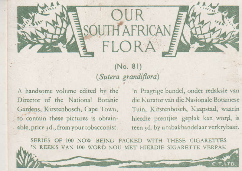 CIGARETTE CARD OUR SOUTH AFRICAN FLOWERS NO 81
