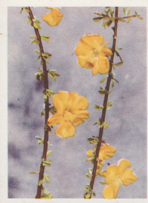 CIGARETTE CARD OUR SOUTH AFRICAN FLOWERS NO 83