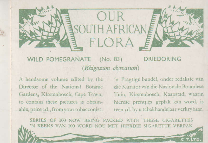 CIGARETTE CARD OUR SOUTH AFRICAN FLOWERS NO 83