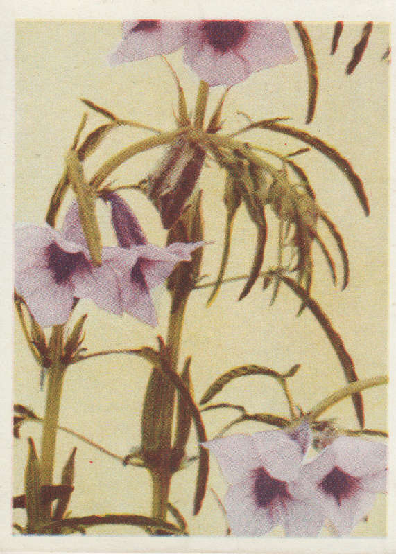 CIGARETTE CARD OUR SOUTH AFRICAN FLOWERS NO 85