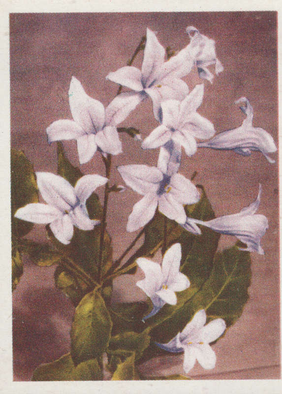 CIGARETTE CARD OUR SOUTH AFRICAN FLOWERS NO 87