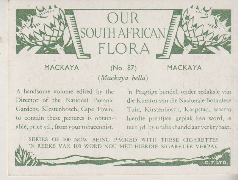 CIGARETTE CARD OUR SOUTH AFRICAN FLOWERS NO 87