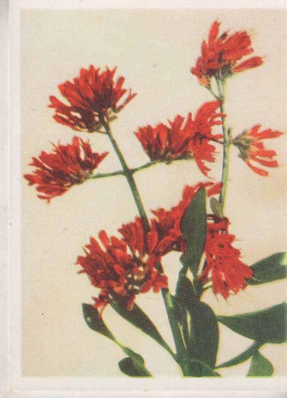 CIGARETTE CARD OUR SOUTH AFRICAN FLOWERS NO 88