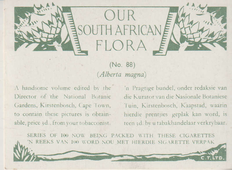 CIGARETTE CARD OUR SOUTH AFRICAN FLOWERS NO 88