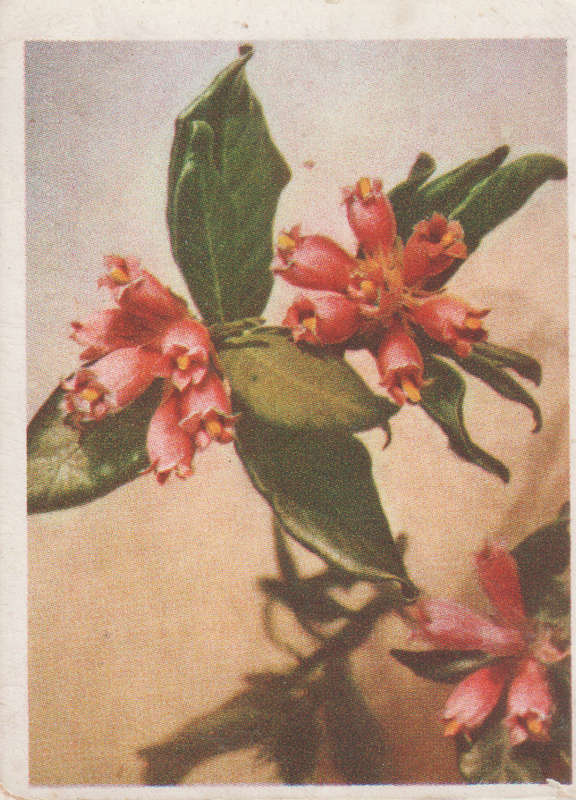 CIGARETTE CARD OUR SOUTH AFRICAN FLOWERS NO 89