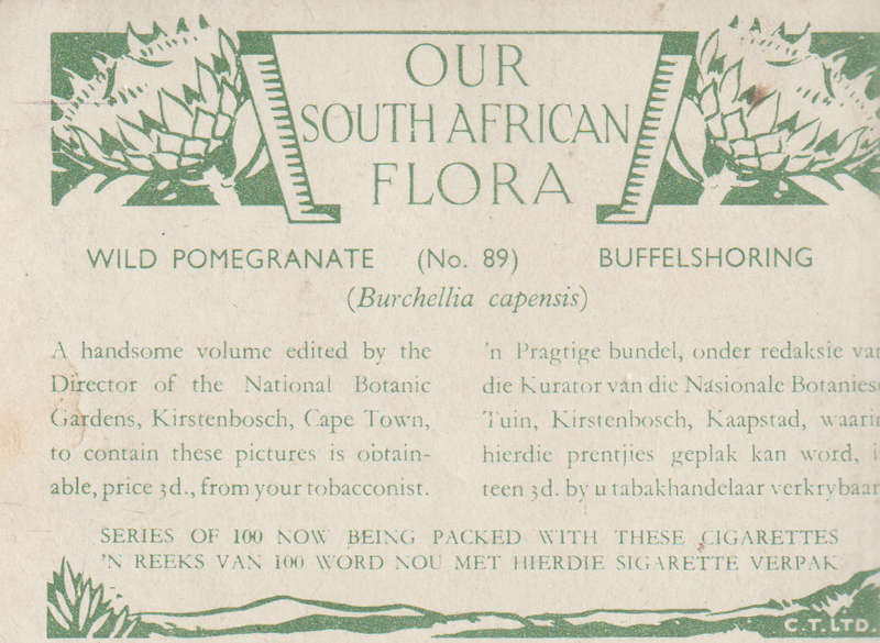 CIGARETTE CARD OUR SOUTH AFRICAN FLOWERS NO 89