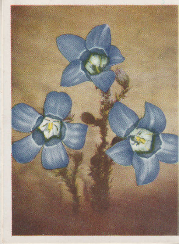 CIGARETTE CARD OUR SOUTH AFRICAN FLOWERS NO 93