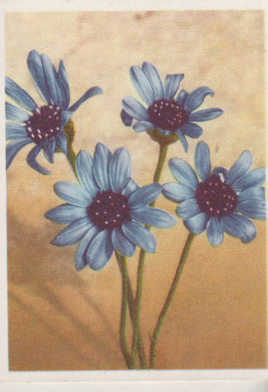 CIGARETTE CARD OUR SOUTH AFRICAN FLOWERS NO 96