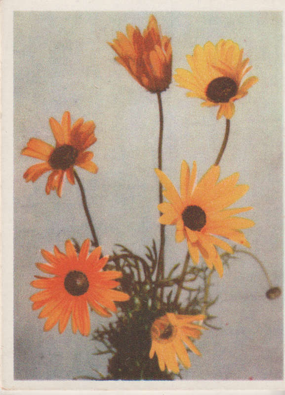 CIGARETTE CARD OUR SOUTH AFRICAN FLOWERS NO 100