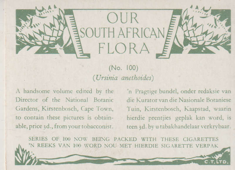 CIGARETTE CARD OUR SOUTH AFRICAN FLOWERS NO 100