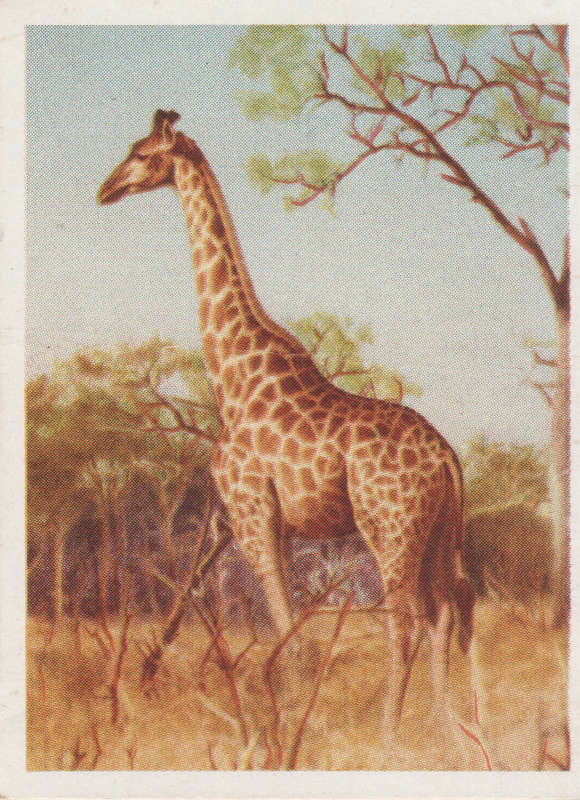 CIGARETTE CARD OUR SOUTH AFRICAN NATIONAL PARKS NO 4