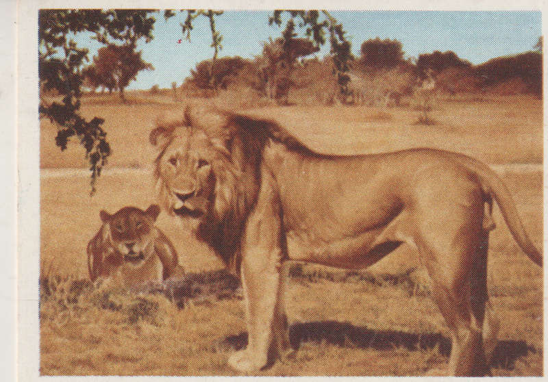 CIGARETTE CARD OUR SOUTH AFRICAN NATIONAL PARKS NO 9