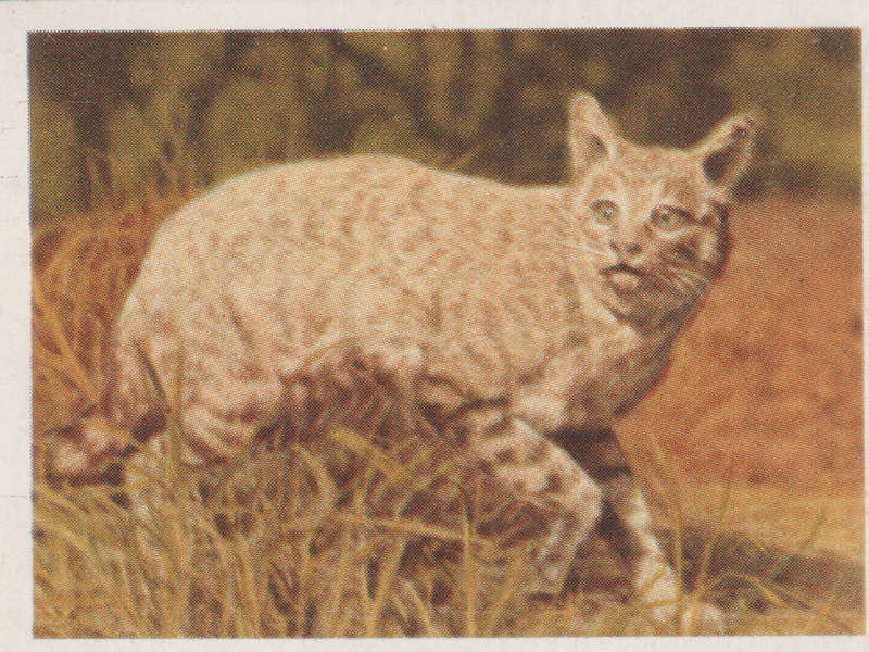 CIGARETTE CARD OUR SOUTH AFRICAN NATIONAL PARKS NO 11