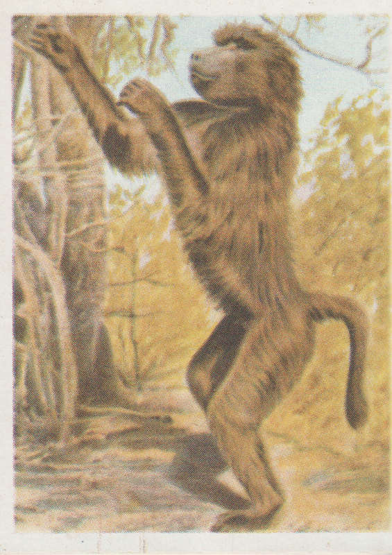 CIGARETTE CARD OUR SOUTH AFRICAN NATIONAL PARKS NO 12