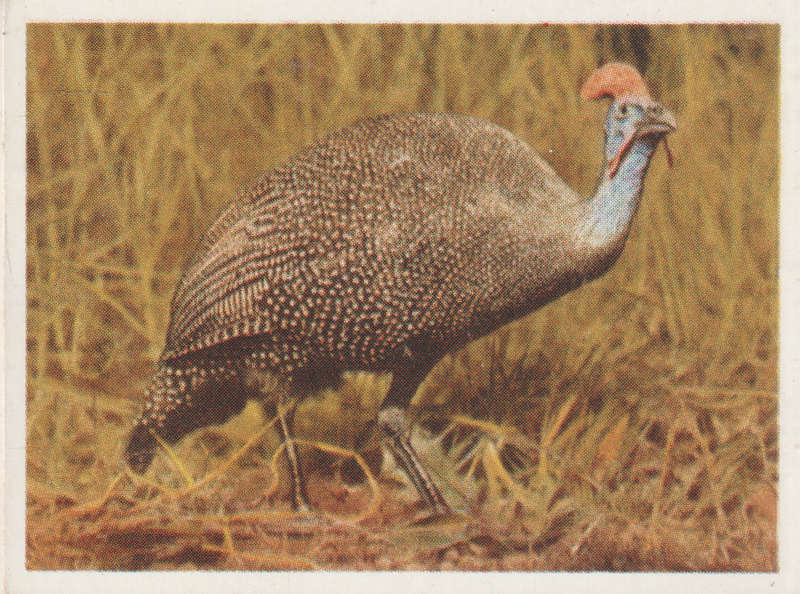 CIGARETTE CARD OUR SOUTH AFRICAN NATIONAL PARKS NO 14