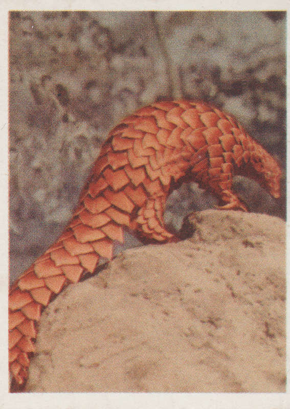 CIGARETTE CARD OUR SOUTH AFRICAN NATIONAL PARKS NO 16