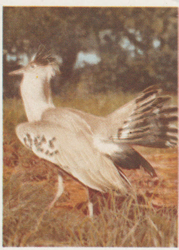 CIGARETTE CARD OUR SOUTH AFRICAN NATIONAL PARKS NO 20