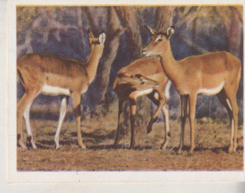CIGARETTE CARD OUR SOUTH AFRICAN NATIONAL PARKS NO 21